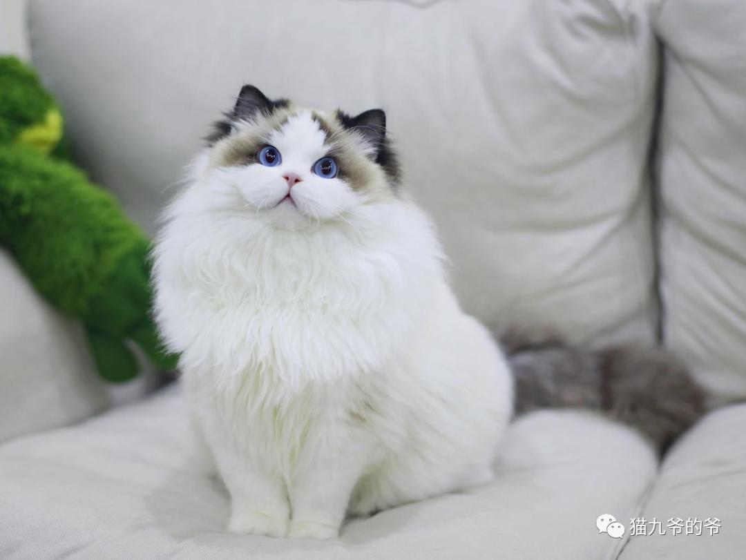 猫界赫本布偶猫,猫中女神布偶猫