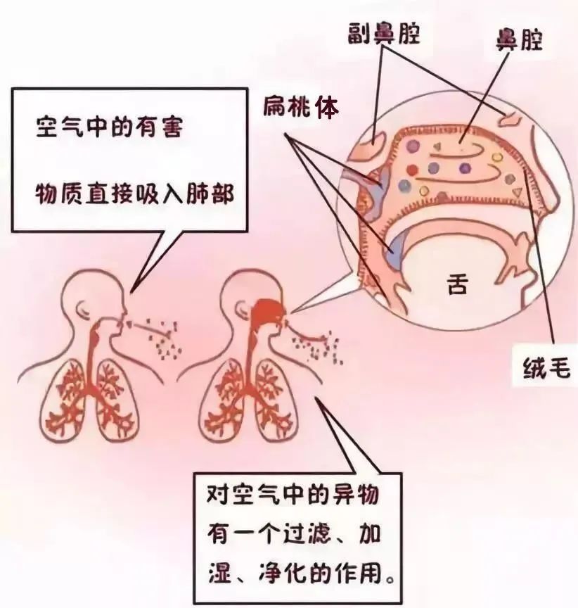 口呼吸|听说变丑是因为习惯用嘴呼吸？