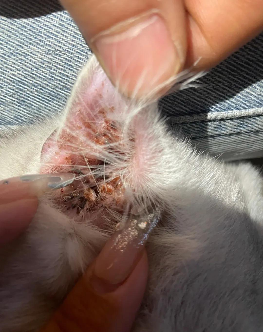 猫咪去宠物店洗完澡过敏,猫咪去宠物店洗澡引起应激反应