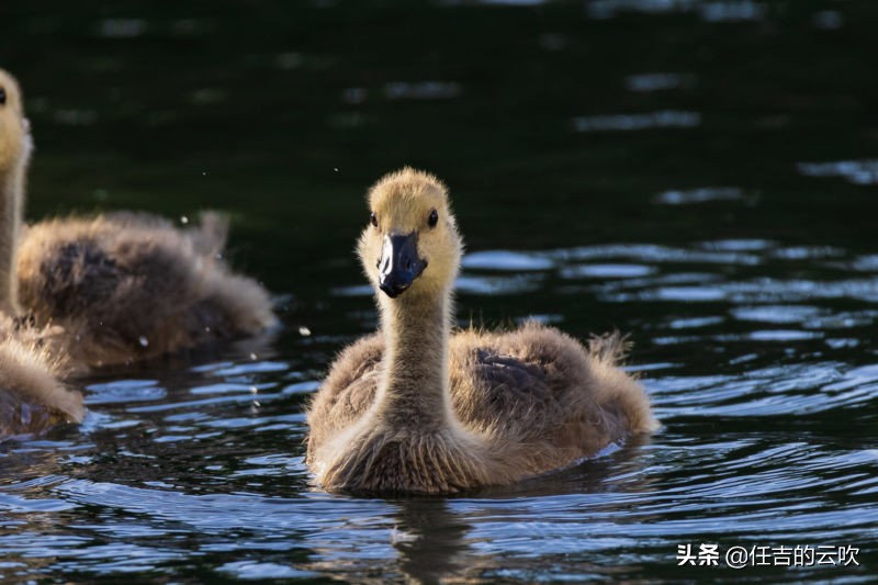 佳能RF100-400/5.6-8高分辨率镜头的性价比之选