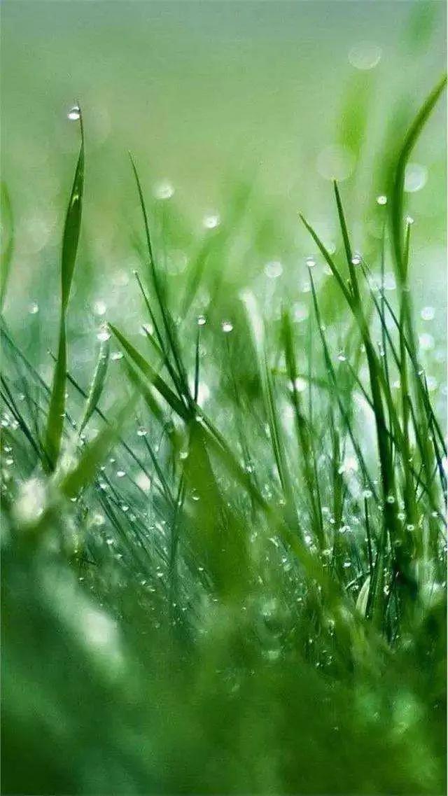 绿草茵茵壁纸,绿草壁纸