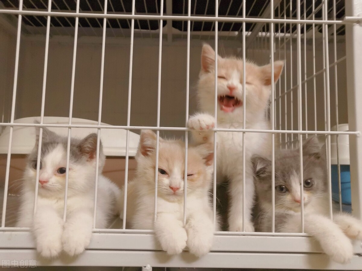 两个月猫咪拉稀吃什么益生菌,猫咪拉稀还发出噗噗的声音