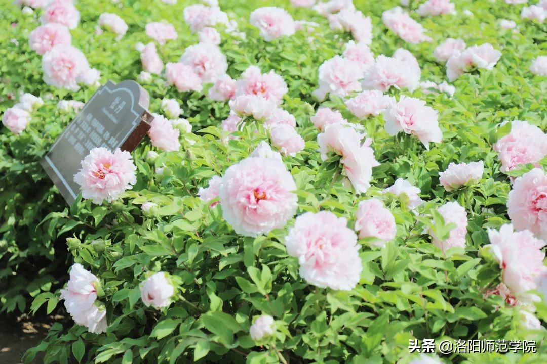 洛师好考吗,洛师最好的专业