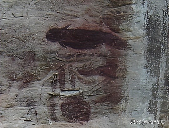 巨型儒艮灭绝,儒艮为什么遭到大量捕杀