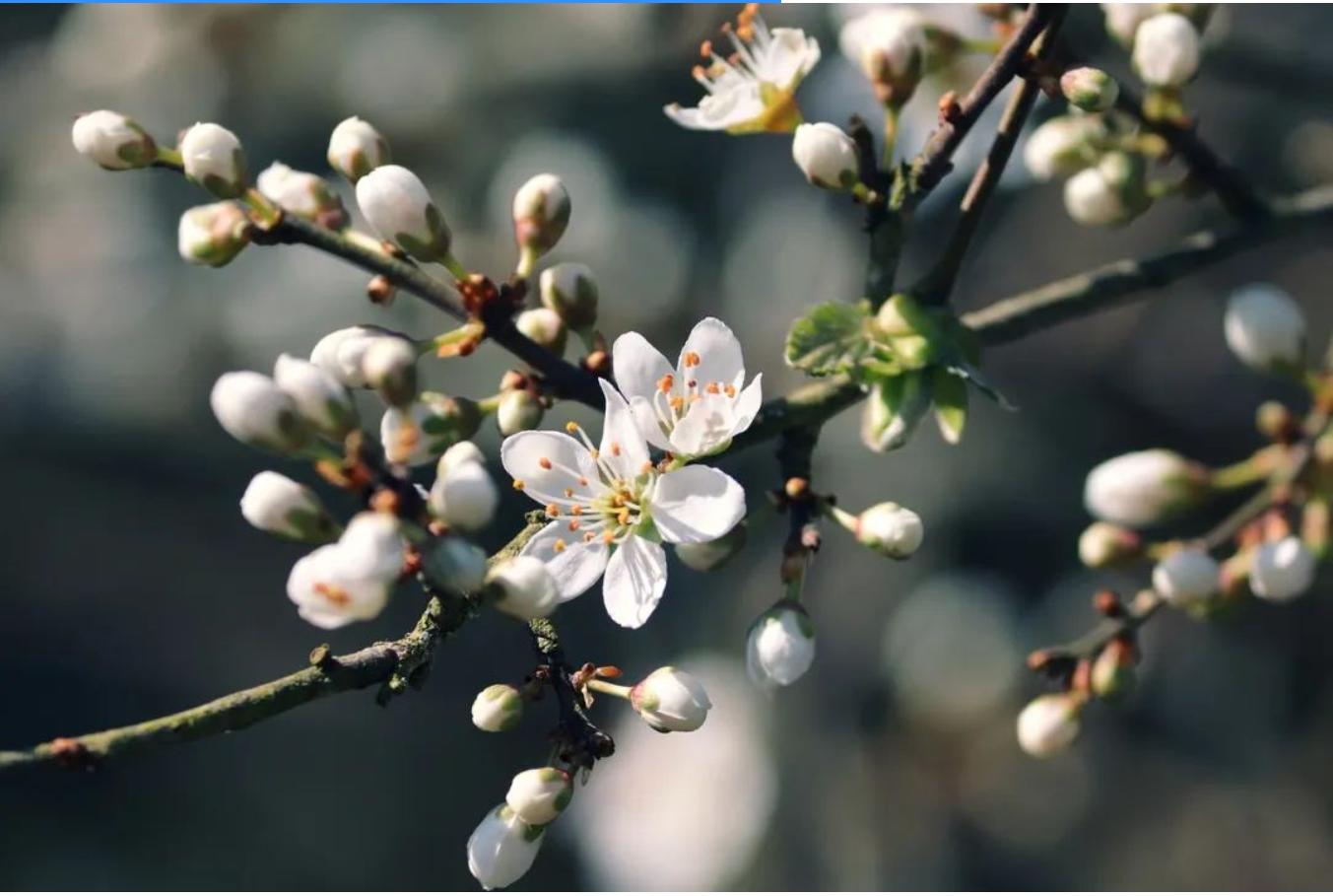 关于春分的俗语农谚或古诗名句,关于春分的俗语或谚语