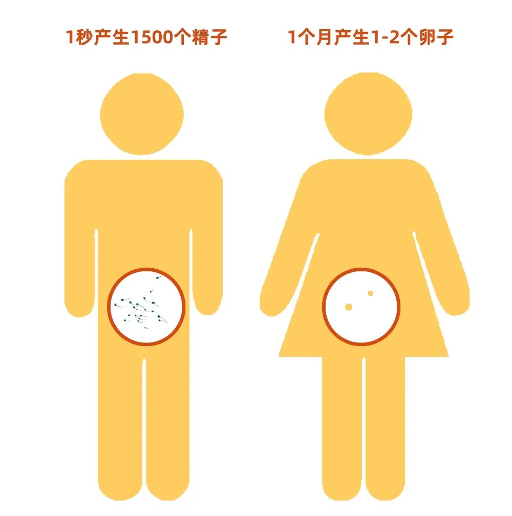 男性避孕两个小时的药,1到2小时内有效避孕