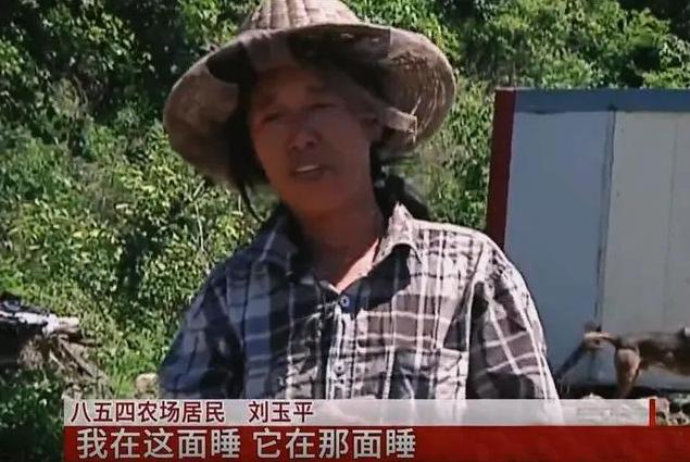 黑龙江养蜂女刘玉平：与20条大蛇同睡在一张床上，至今没被咬过