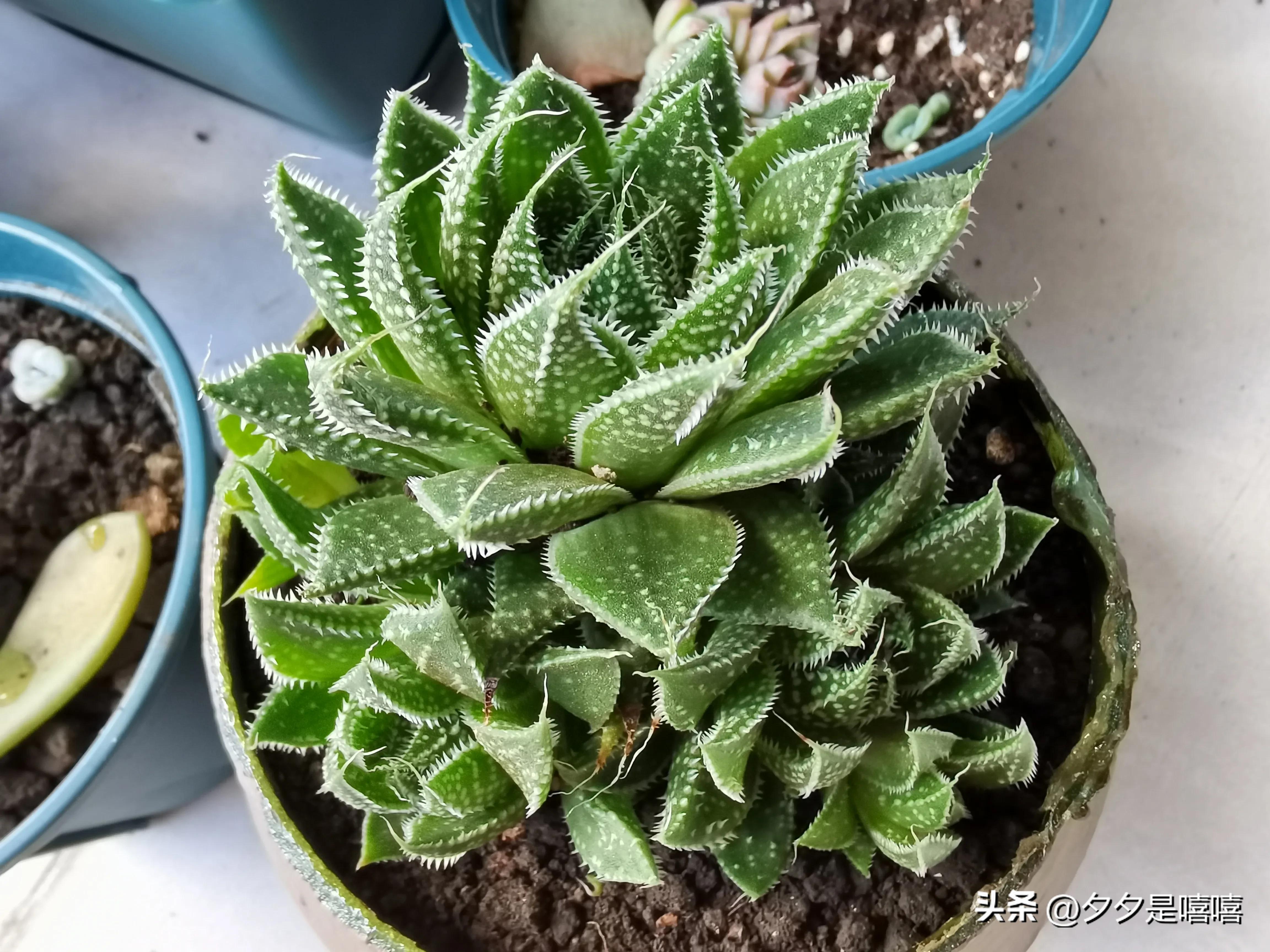 波露盆栽养殖方法,阳台种植稻谷视频