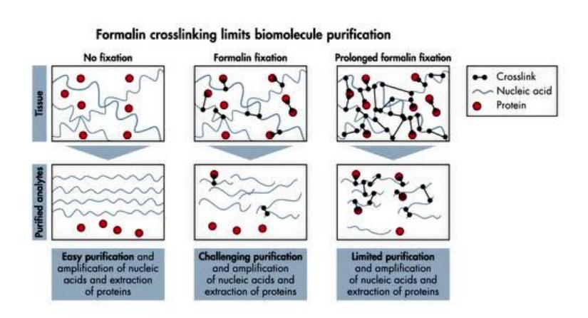 石蜡包埋组织可以提取rna吗,小鼠组织石蜡切片步骤