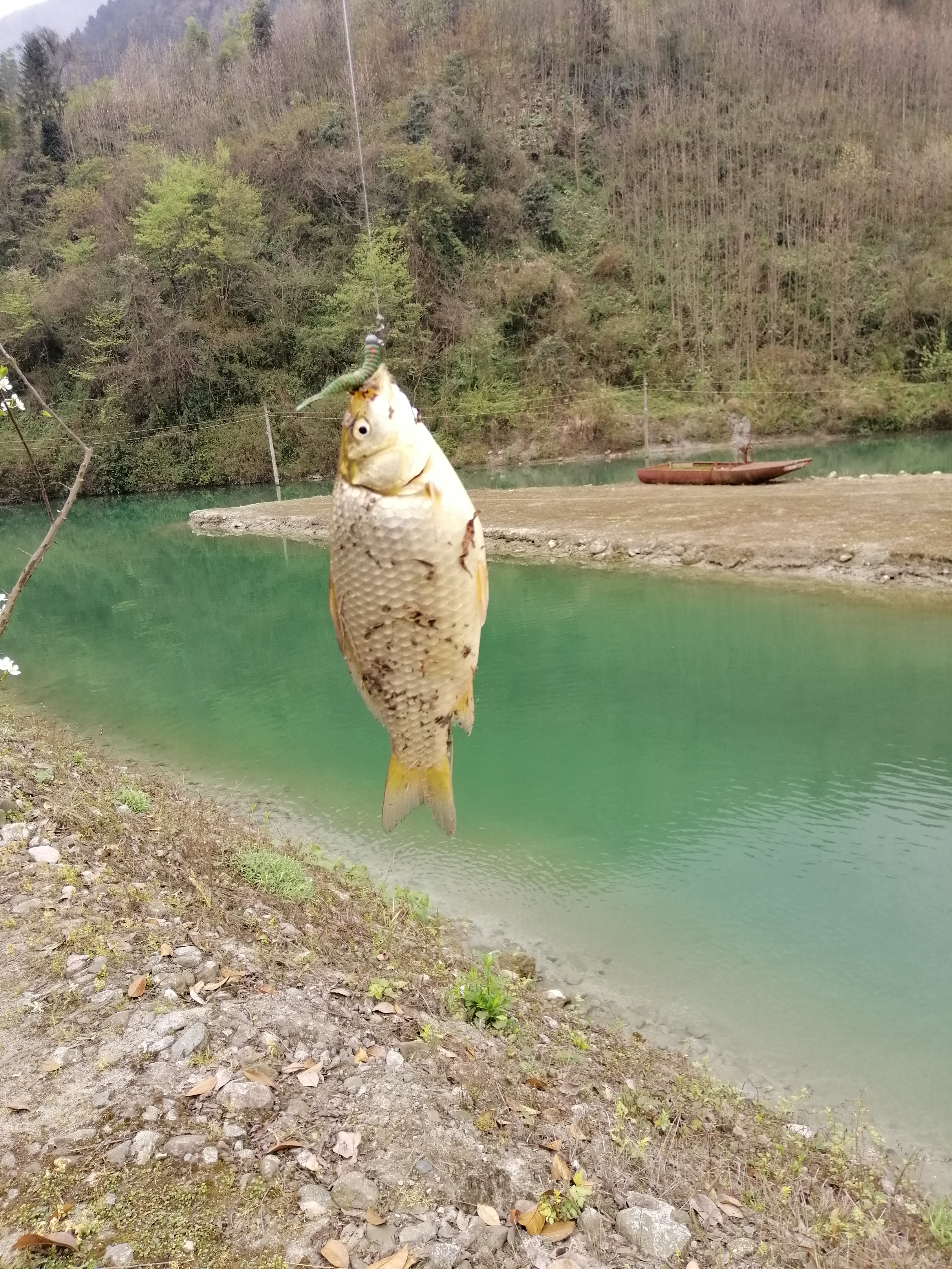 “种草”《大河恋》，解锁大虹鳟，也寻找着生命的意义