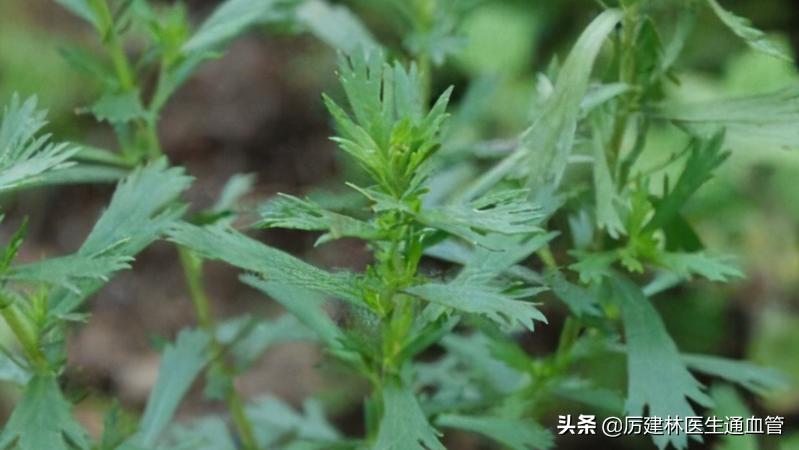 宝塔糖除了除虫还可以干嘛,宝塔糖除虫的药七十年代