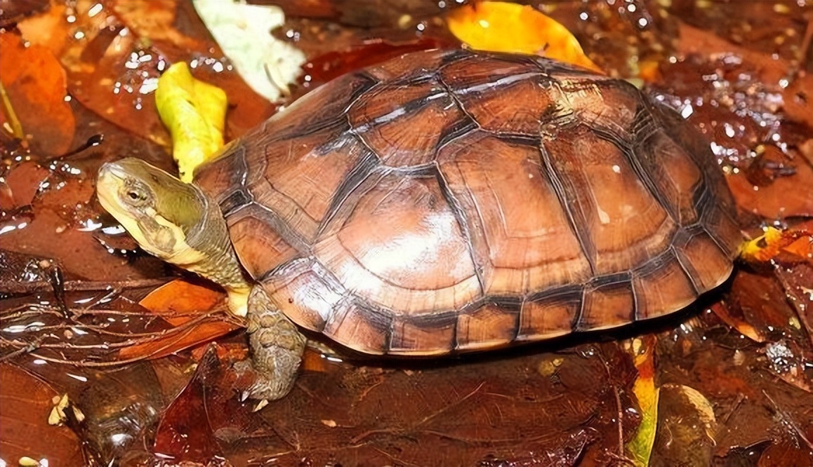 世界最老的绿毛龟是什么龟,珍稀乌龟绿毛龟