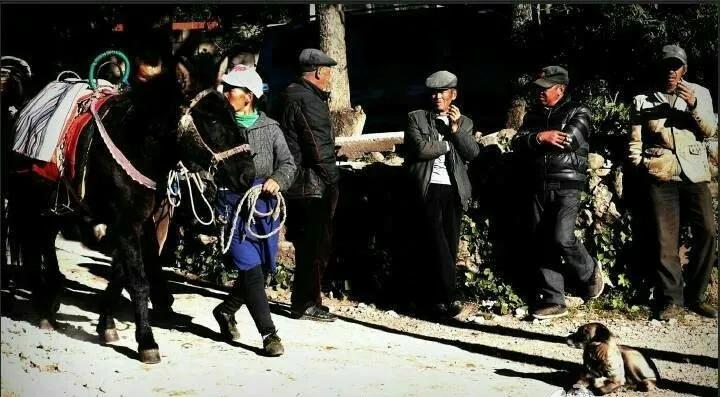 丽江玉湖村游记,丽江玉龙雪山玉湖村游玩攻略