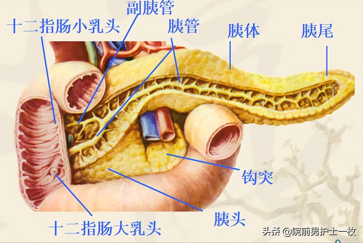 患者出现呕血的护理应急预案视频,呕血病人的急救流程操作