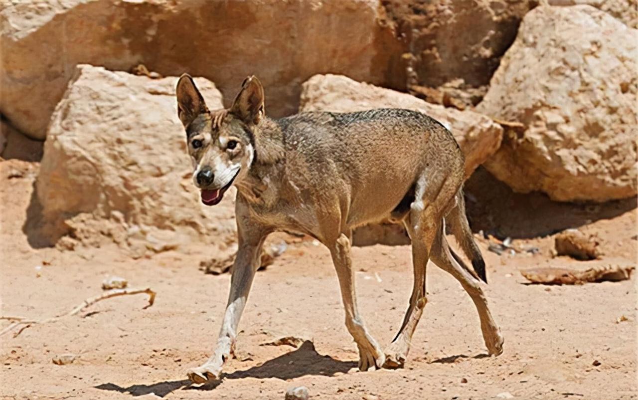 骆驼免疫球蛋白,骆驼的免疫方法