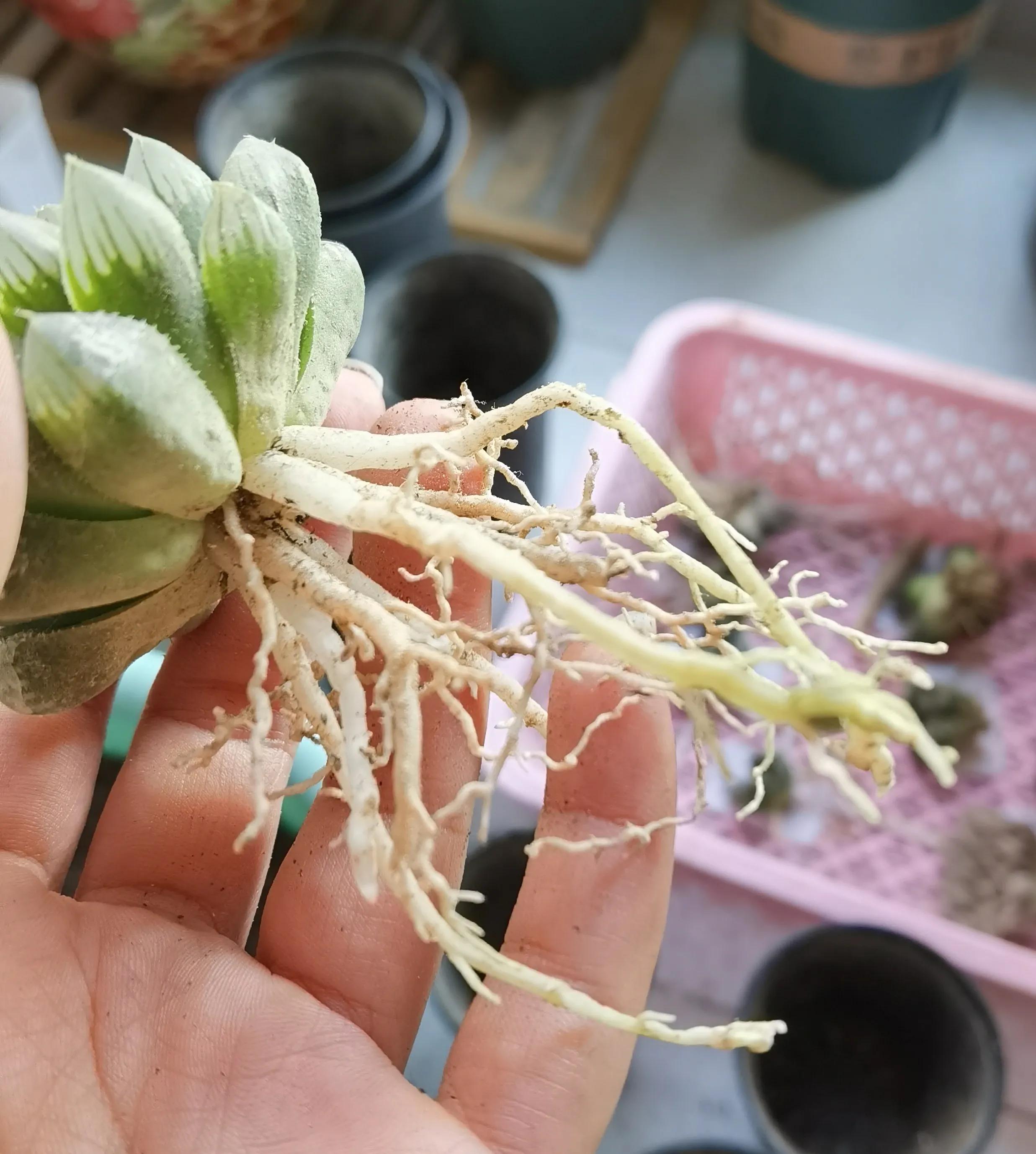 玉露种子怎么种,从种子开始种玉露