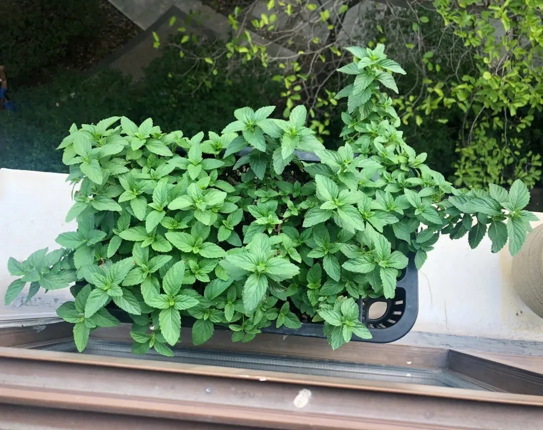 阳台种菜种哪些长得比较快,阳台种菜推荐种什么