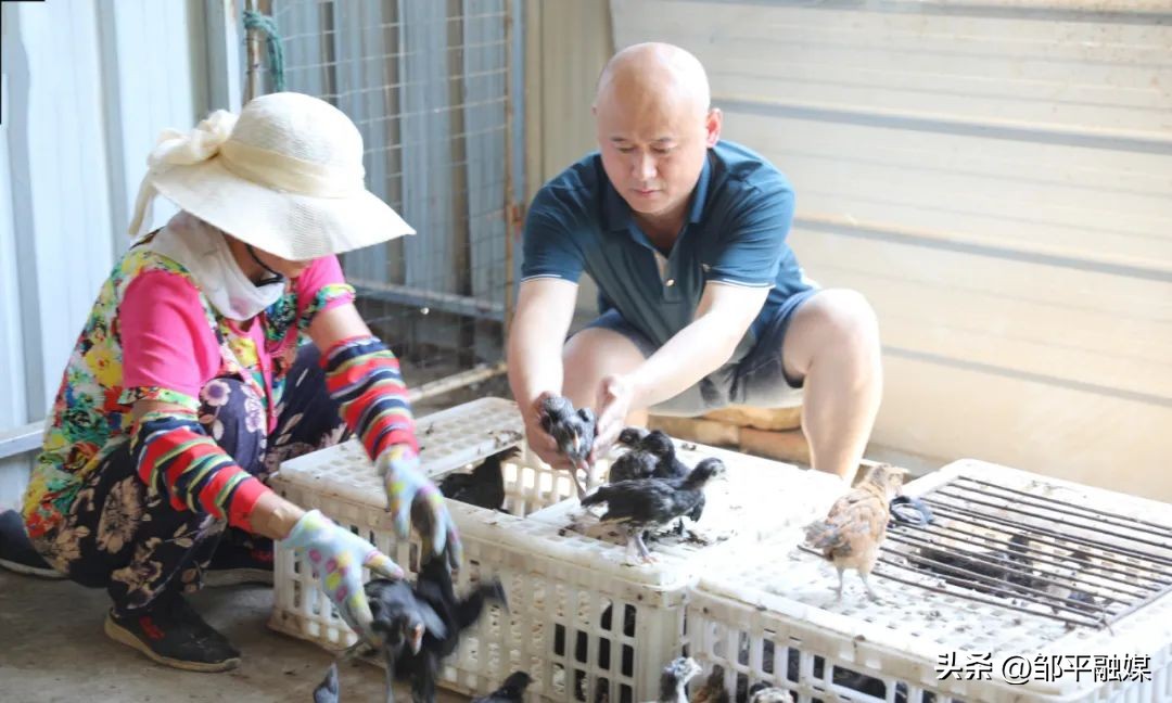 河北赵县规模化蛋鸡养殖助农增收,老河口薛集绿壳蛋鸡养殖