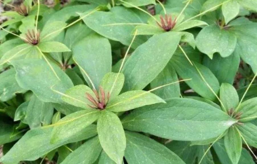 夏天蛇进屋怎么处理,夏天蛇到房间里怎么赶出来