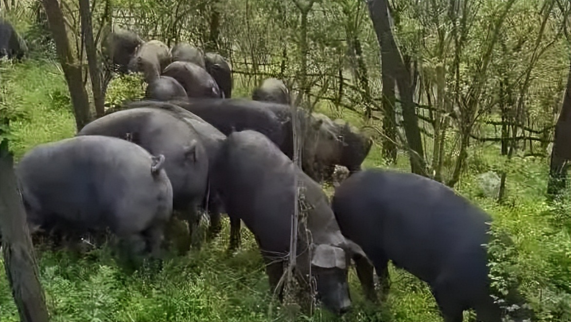 「品牌展播」中国地理标志农产品品牌展播（河南驻马店篇-下）