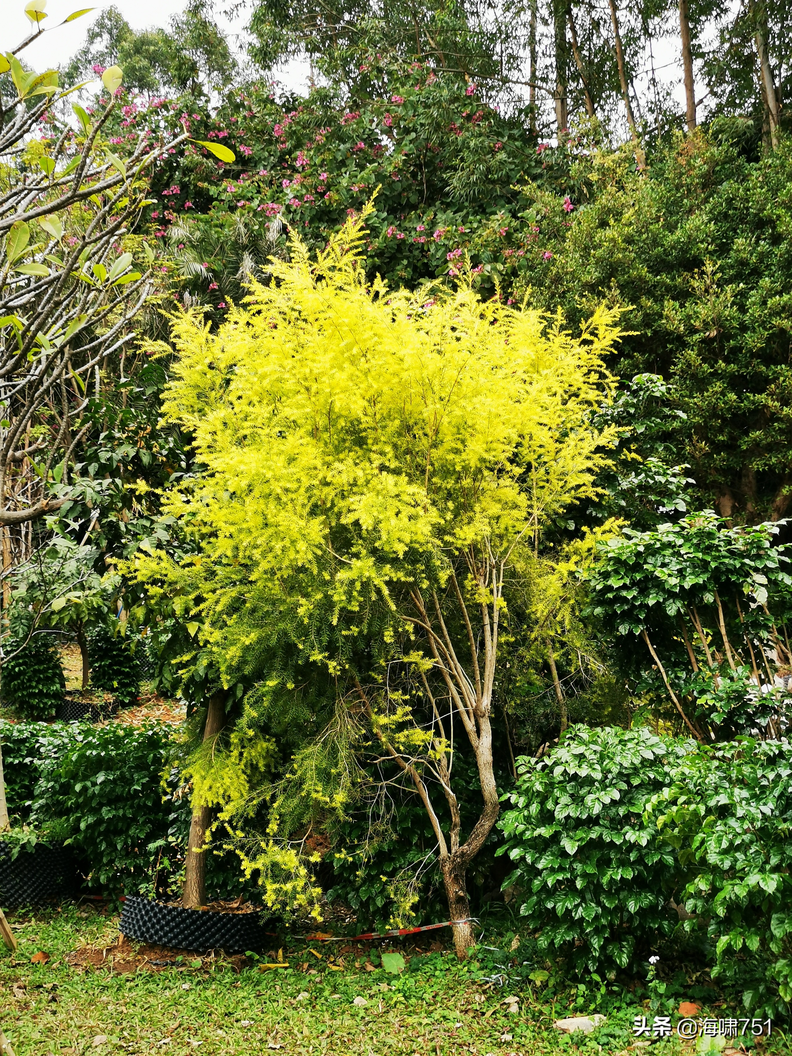 陈田花园全景图,陈田花园照片