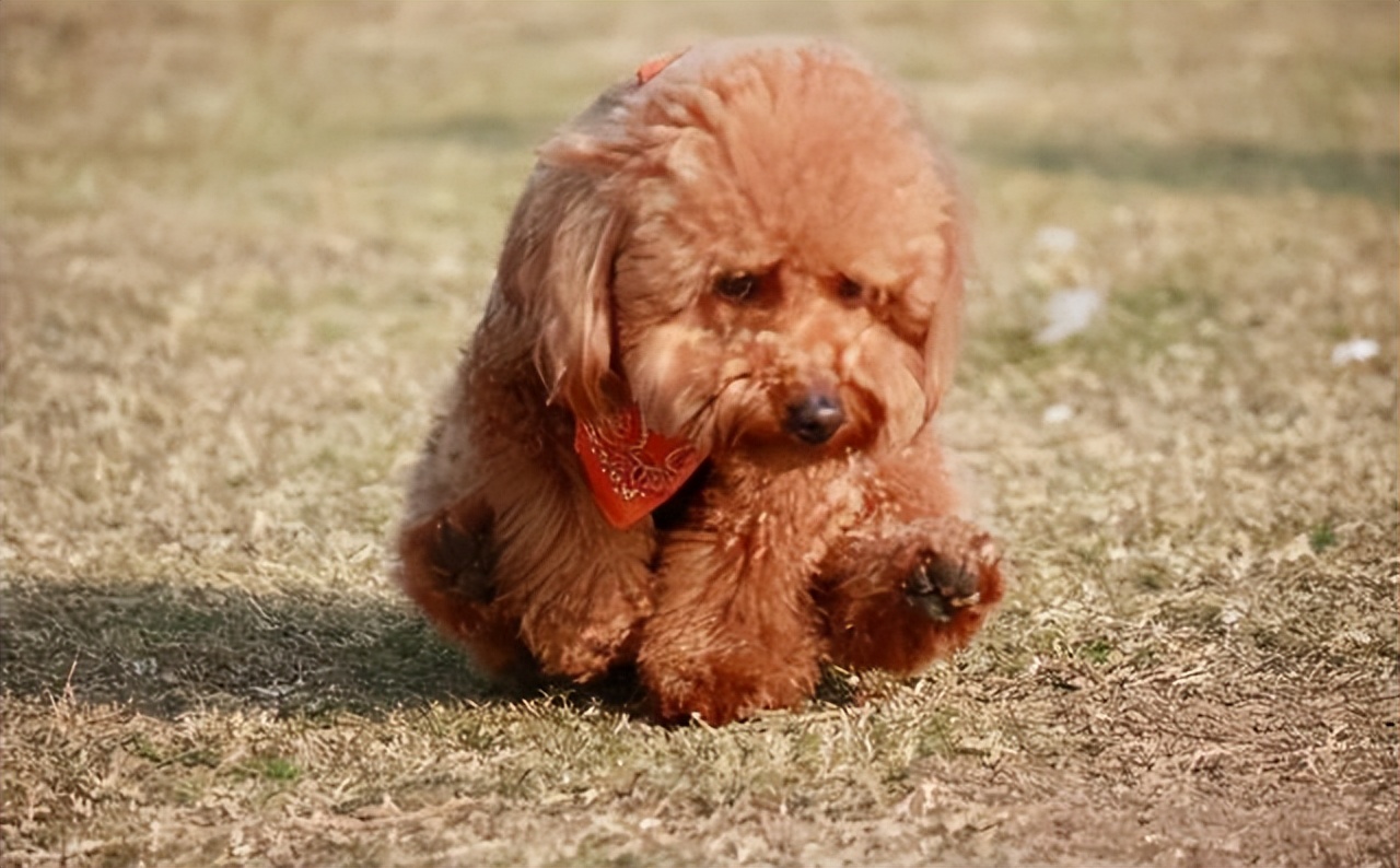 泰迪最想告诉你的几件事,泰迪知道什么秘密