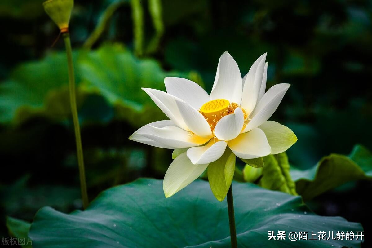 你喜欢夏天的哪些花,夏天盛开的花是什么花
