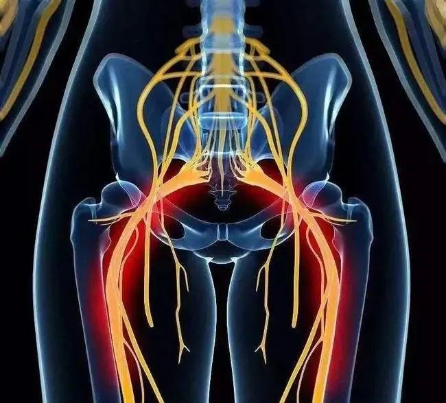 人类从古猿进化成人的盆骨的变化,人类的屁股到底有多奇怪