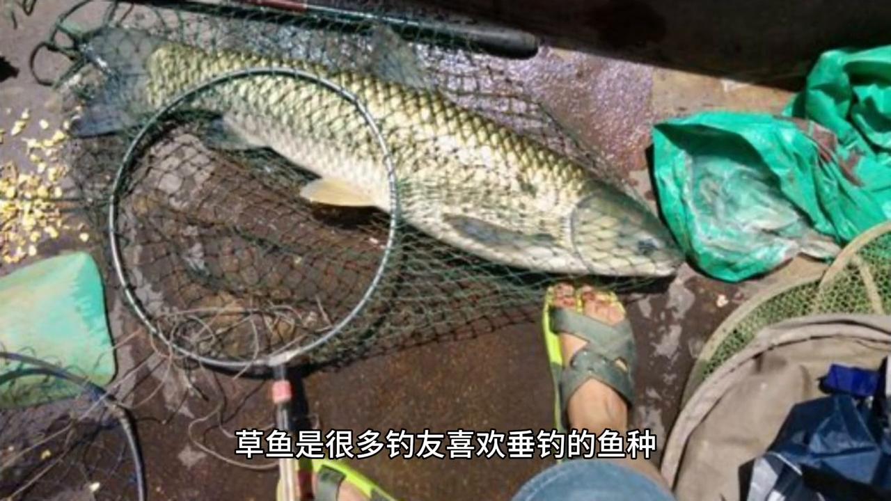 浮钓草鱼最好吃的做法,散炮打浮钓草鱼饵料味型