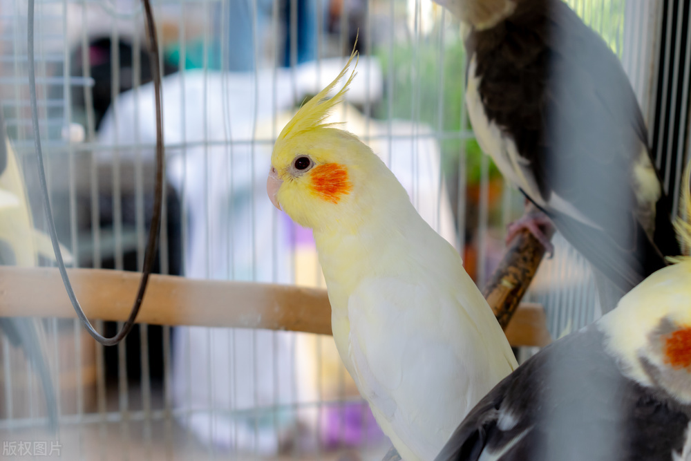 鹦鹉突然死掉原因,鹦鹉幼鸟突然死了原因