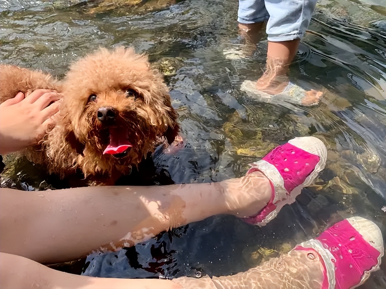 贵宾犬的饲养要点有哪些方面,贵宾犬的饲养要点和方法是什么