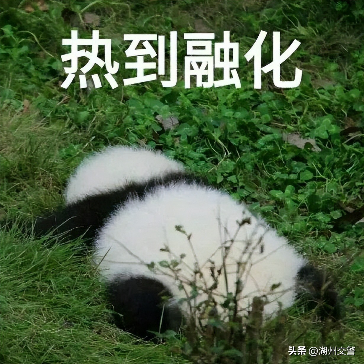 中暑了藿香正气水可别乱喝科普,中暑别乱喝藿香正气水