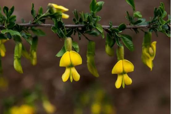 百花种类大全,百花的种类有哪些