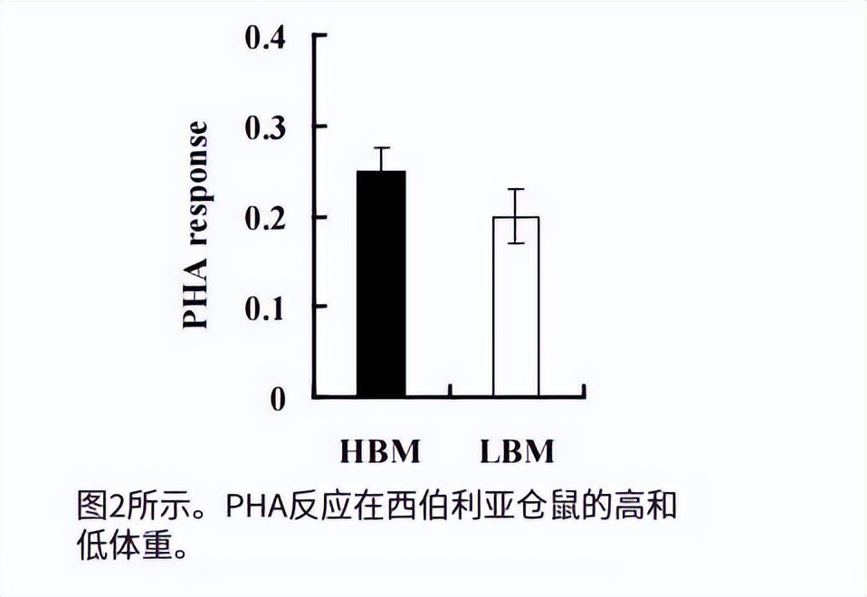 仓鼠会控制体重吗,仓鼠有免疫细胞吗