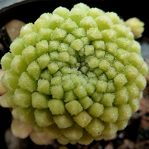 102个大类近500个多肉植物图片，都极其美丽，建议在家中也养一盆