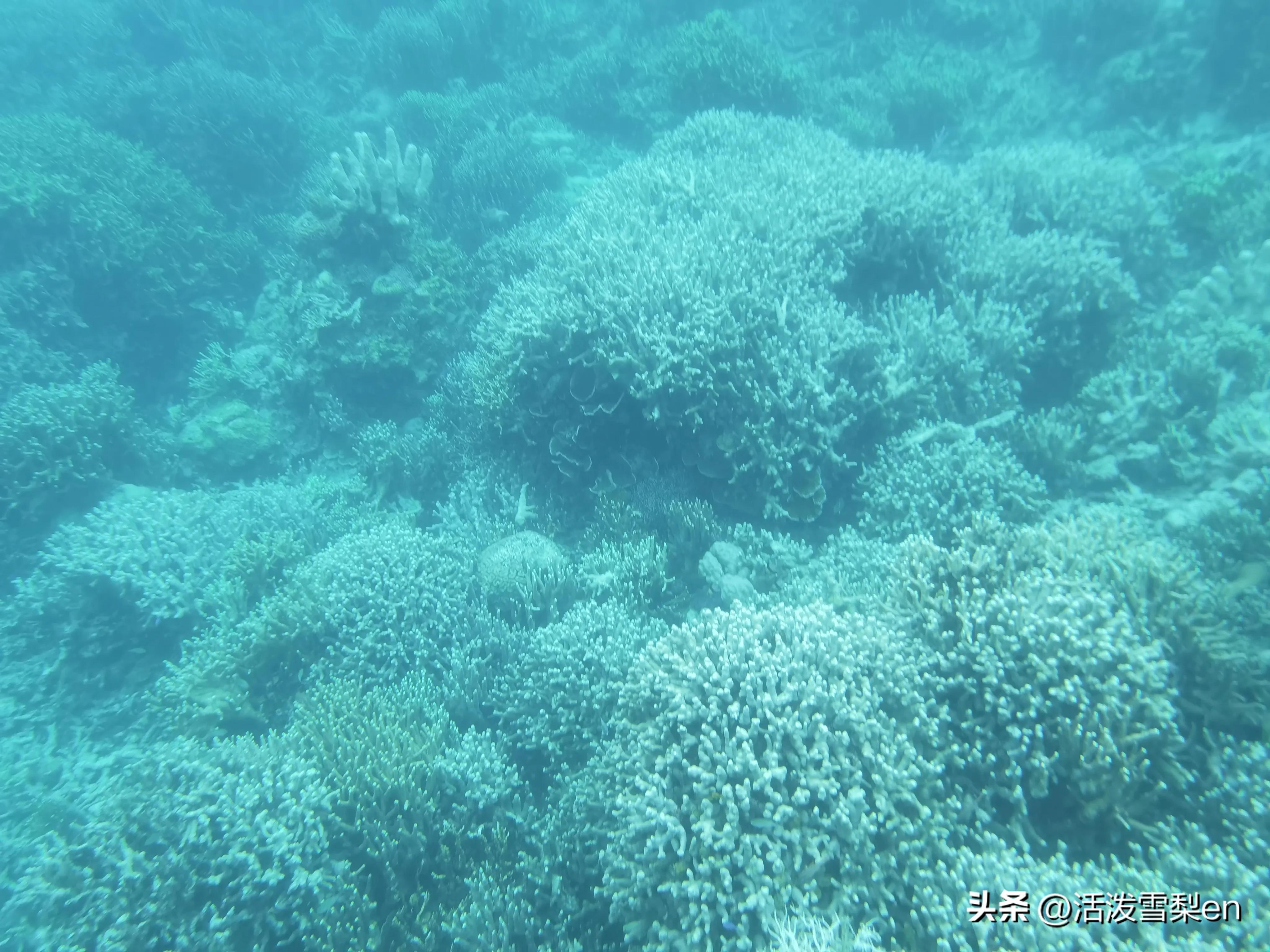 萌娃第一次爬长城,萌娃出国记