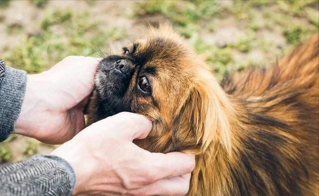 狗狗不能经常洗澡怎么除臭,狗狗在家很臭怎么除臭
