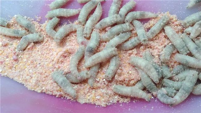 怎样彻底除苍蝇和蛆呢,苍蝇到底有多烦人