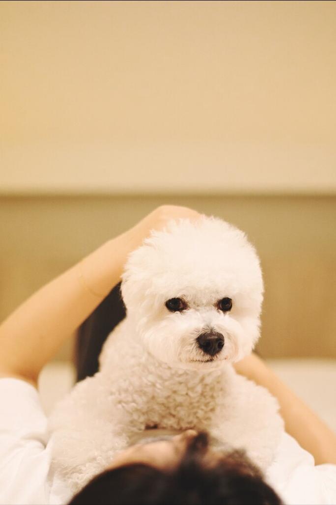 花比熊犬的9大优缺点,比熊犬好饲养吗知乎