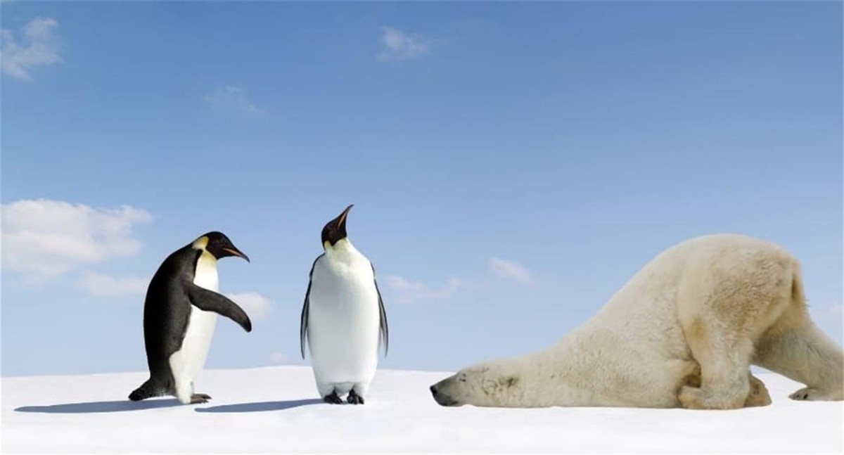 放养在北极的企鹅,当年被送到北极的企鹅现在怎样了