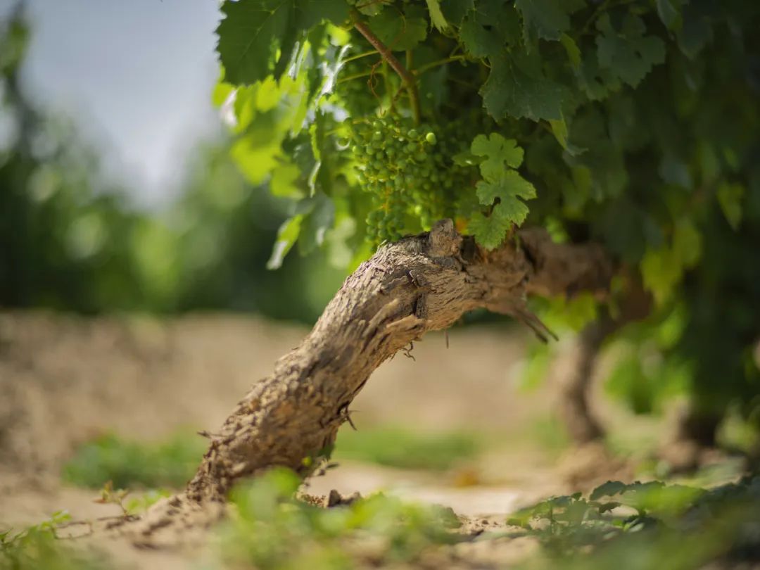 正和岛知名企业家投资交流,正和岛投资总裁