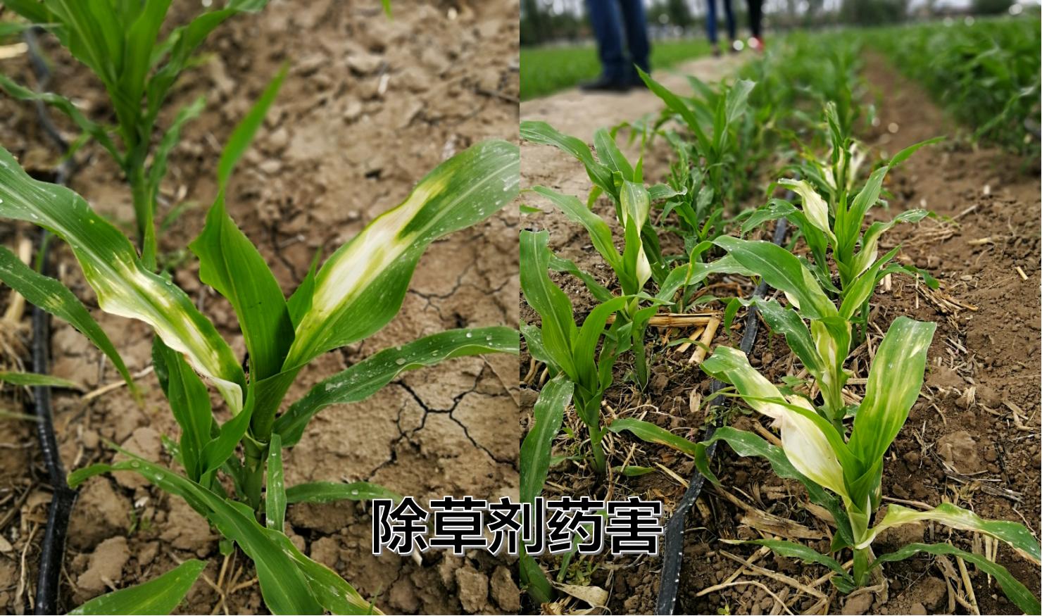 玉米苗施尿素叶子黄怎么办,玉米苗打除草剂叶子发黄怎么补救