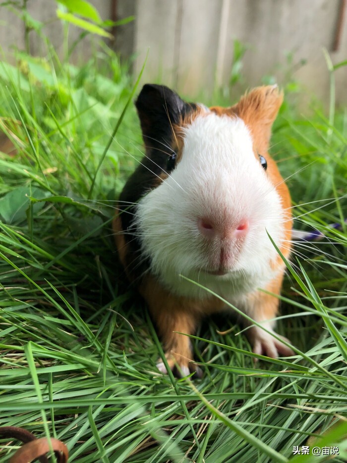 豚鼠的养殖前景,豚鼠的生活习性和生存环境