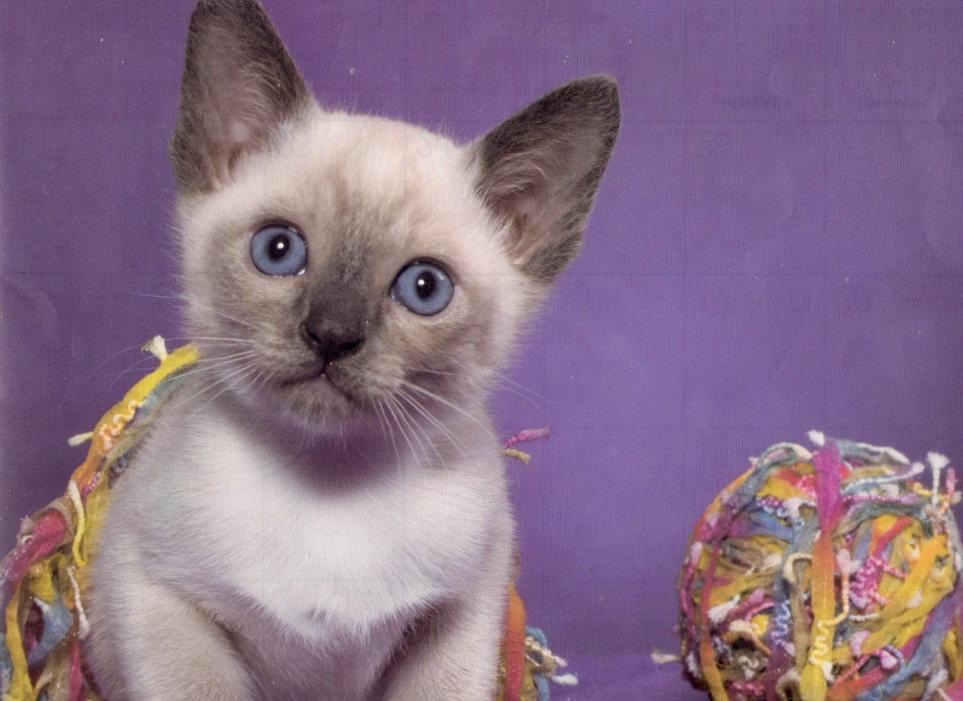 养猫的100件小事 (新手养猫需要知道十件事情)