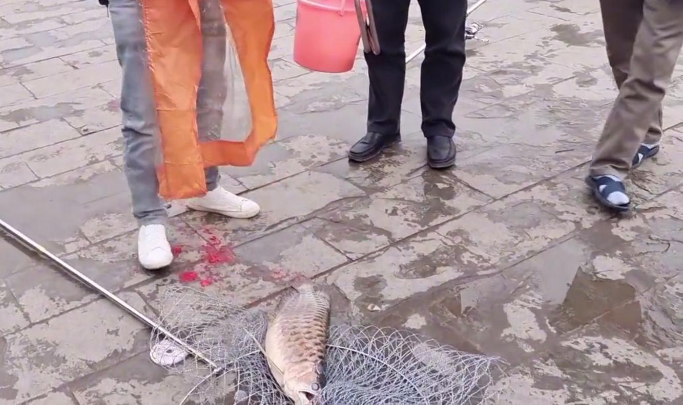 渔民钓到5斤多大黄鱼,广西一男子钓获野生金龙鱼