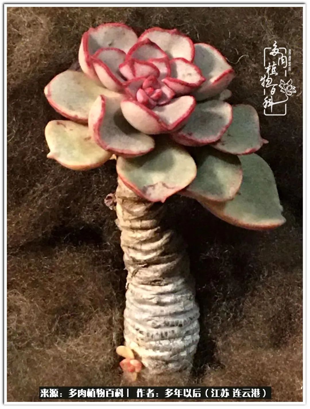 我若不弃，愿你不负我所期