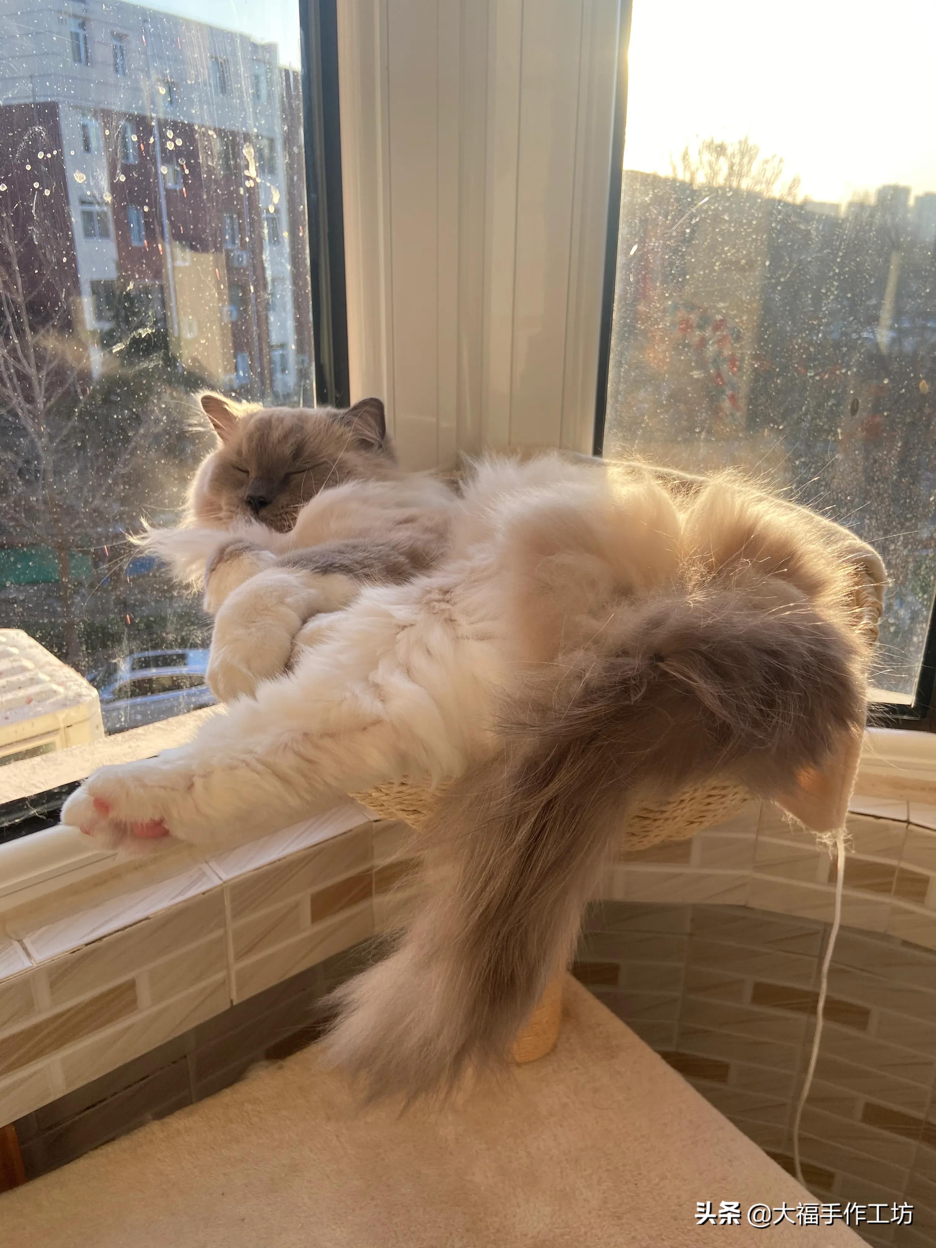 猫咪膀胱有结晶导致膀胱炎,猫膀胱结晶手术多少钱