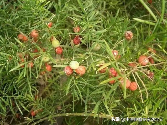 天冬养颜抗癌,天冬补气生津