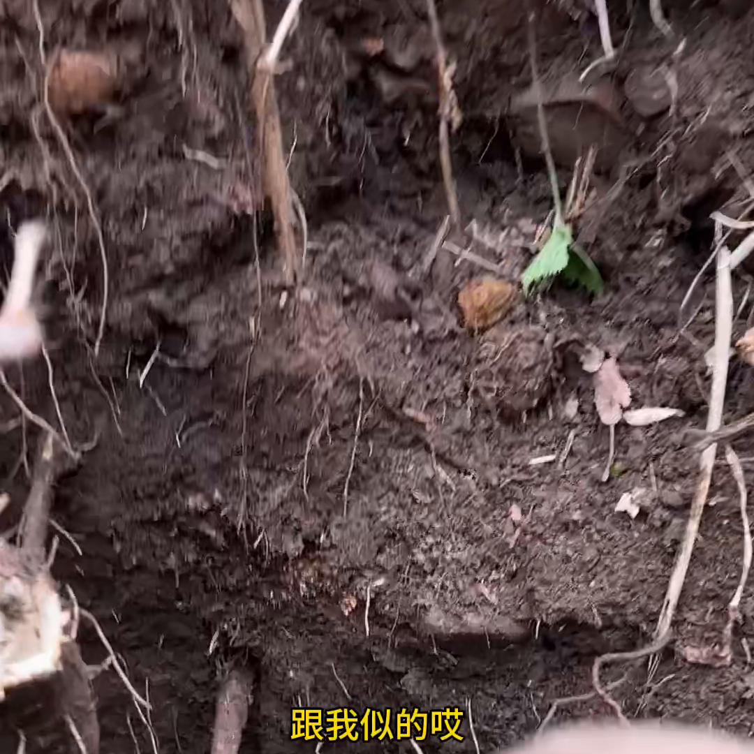 大山里不起眼的老母猪耳朵，也能做出这么好喝的苗条茶。#牛蒡