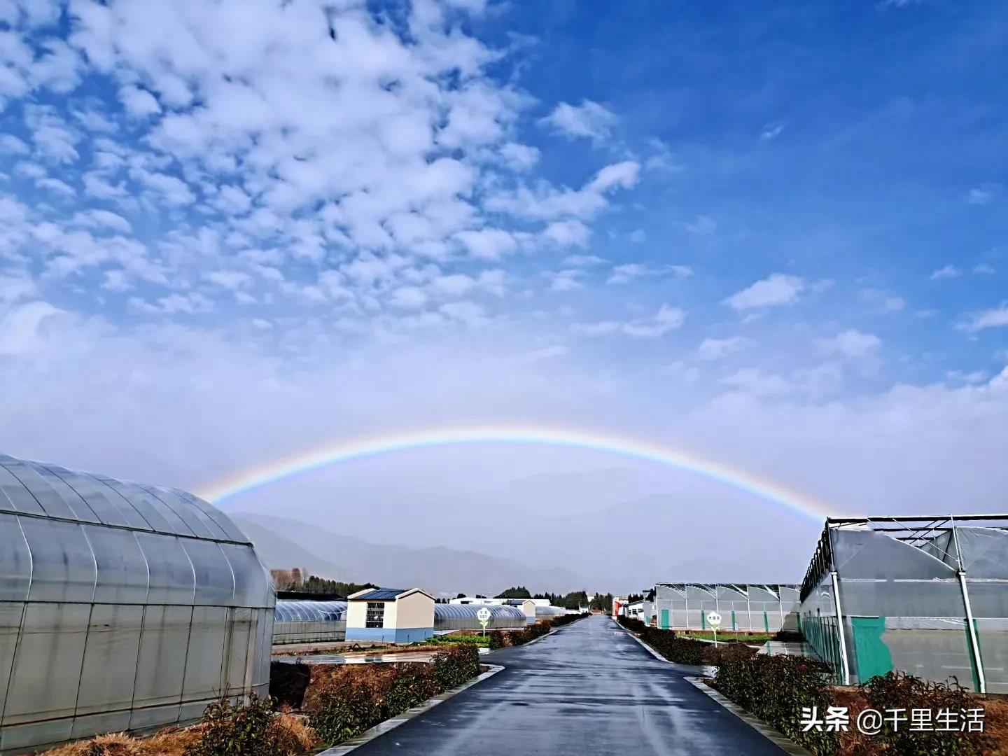云南高山黄心白菜娃娃菜,云南哪里种娃娃菜